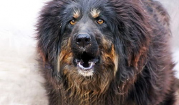 藏獒视频,勇猛与忠诚的守护者